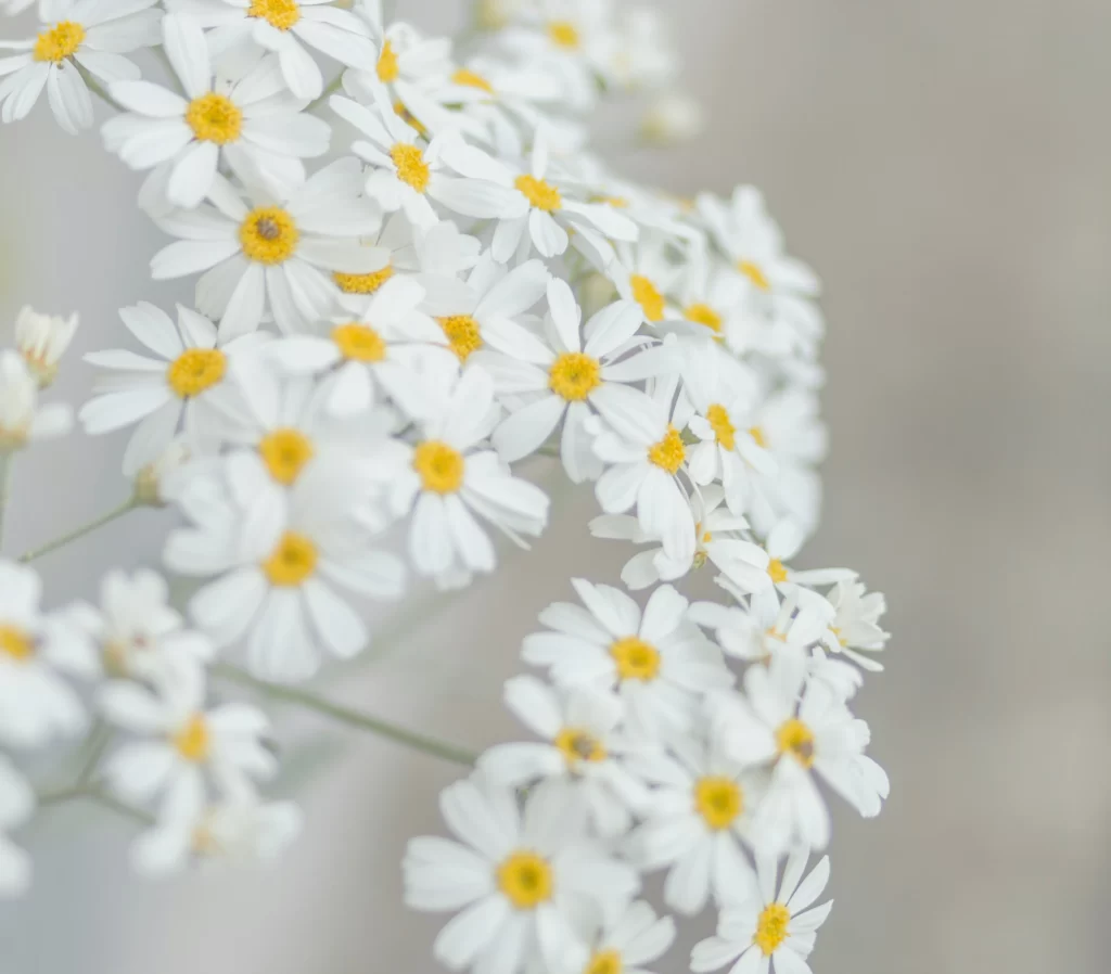 カモミールの花