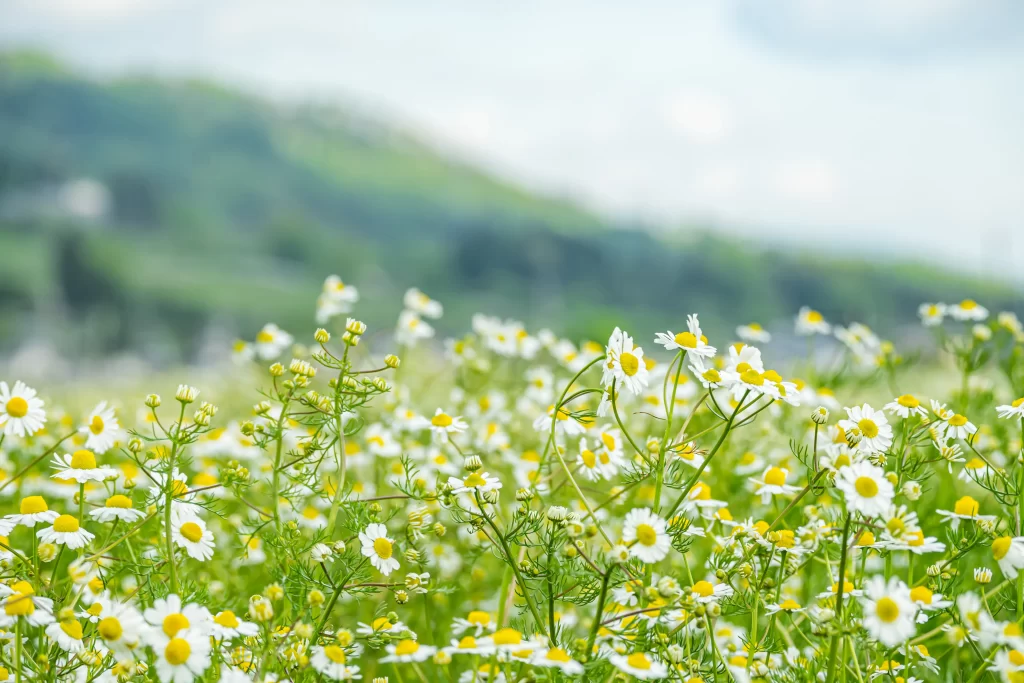 カモミールの花畑
