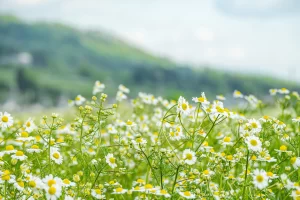 カモミールの花畑